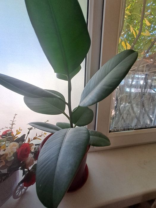 Цветы Гүлдер гүл