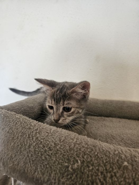 Pisicute spre adoptie