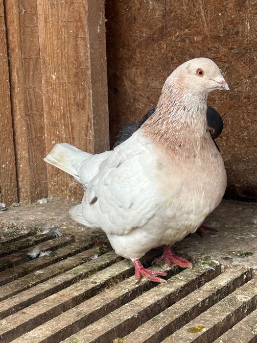 Mascul texan        .