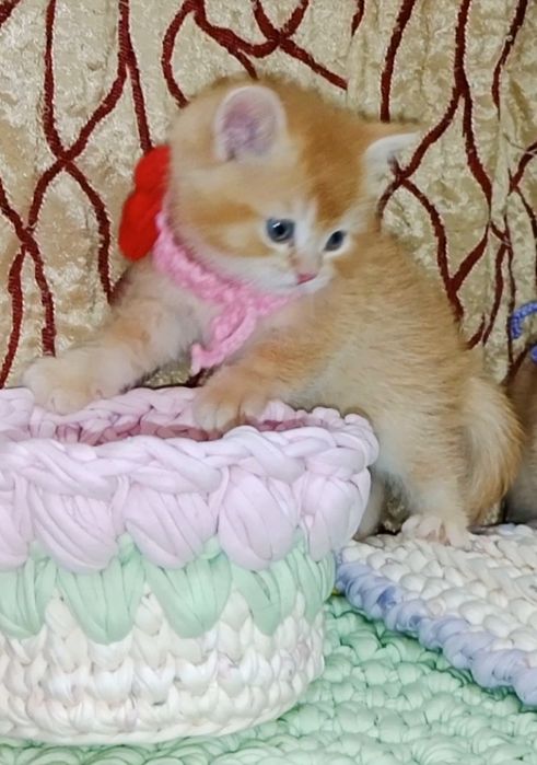 Роскошный Золотой Шиншила ny12 зеленоглазый мальчик