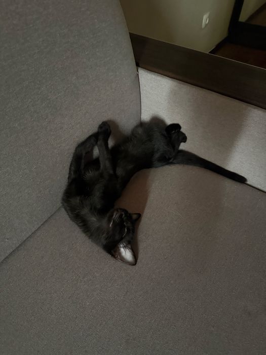 котенок ищет семью