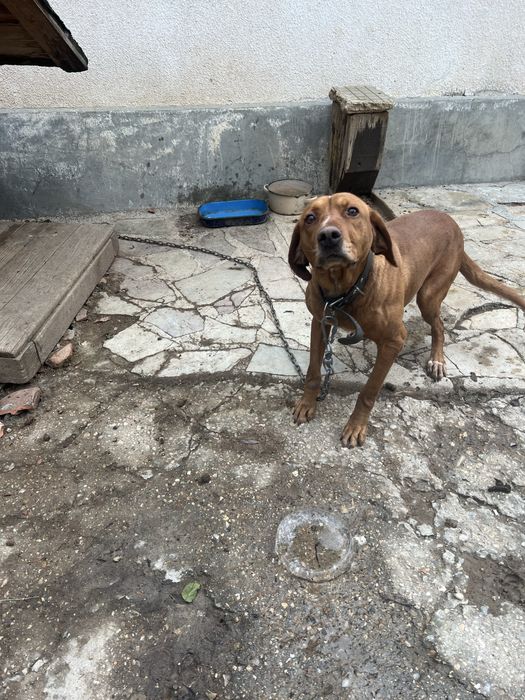 Гонче.Женско……..