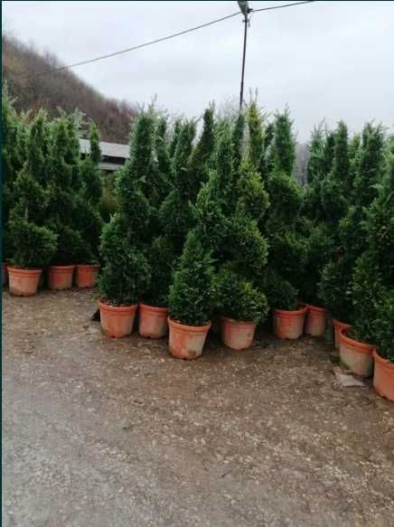 Vand Plante cu Forme, Spirale , PonPon , Etajate. Calitate extra cu transport gratuit si Plata la livrare