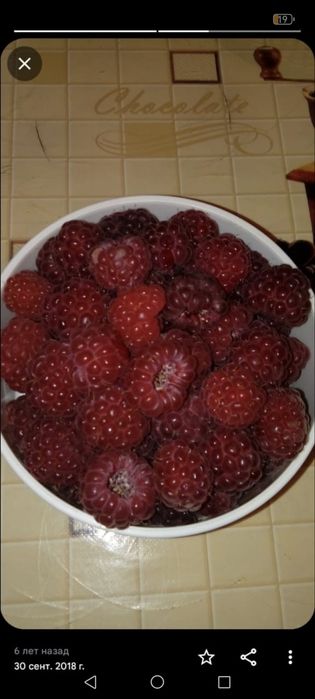 Продам Саженцы малины