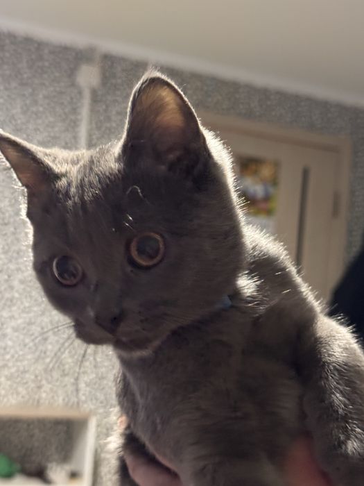 Отдам котенка бесплатно