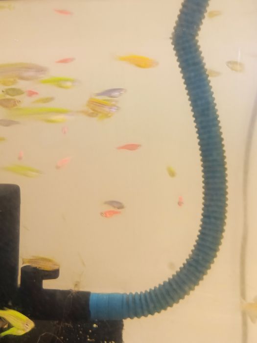 Продам данио, тернеции.