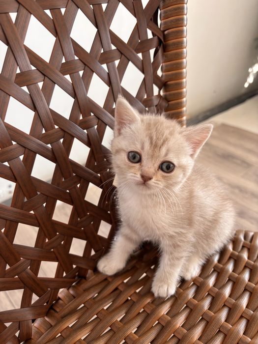 Продам шотландских котят