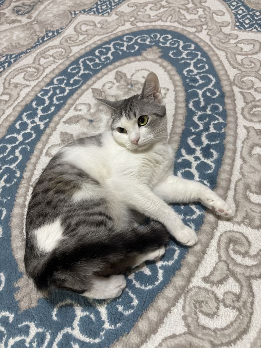 Отдам в добрые руки