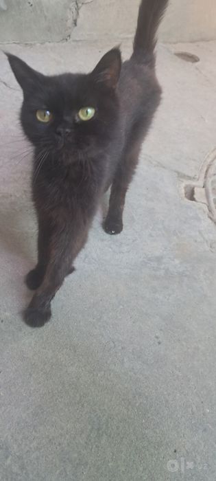 Отдам в заботливые руки кошку