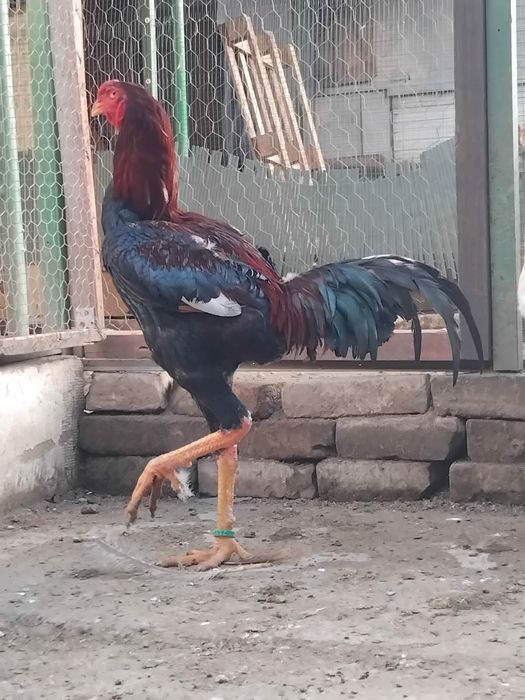 Găini combatant Malaezia