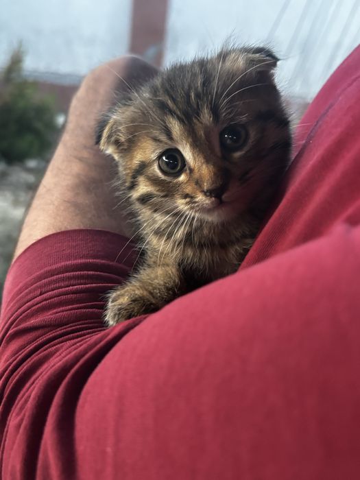 Котенок в хорошие руки