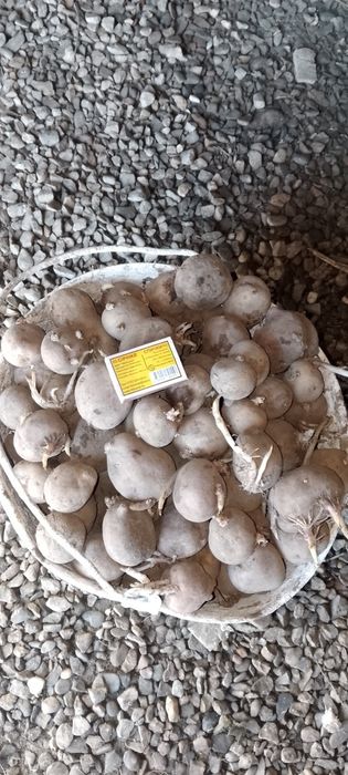 Продам сменной картофель