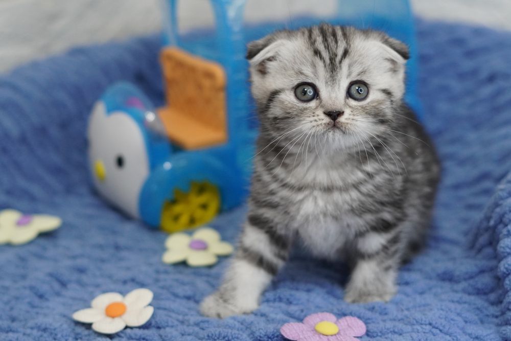 Вислоухие котята