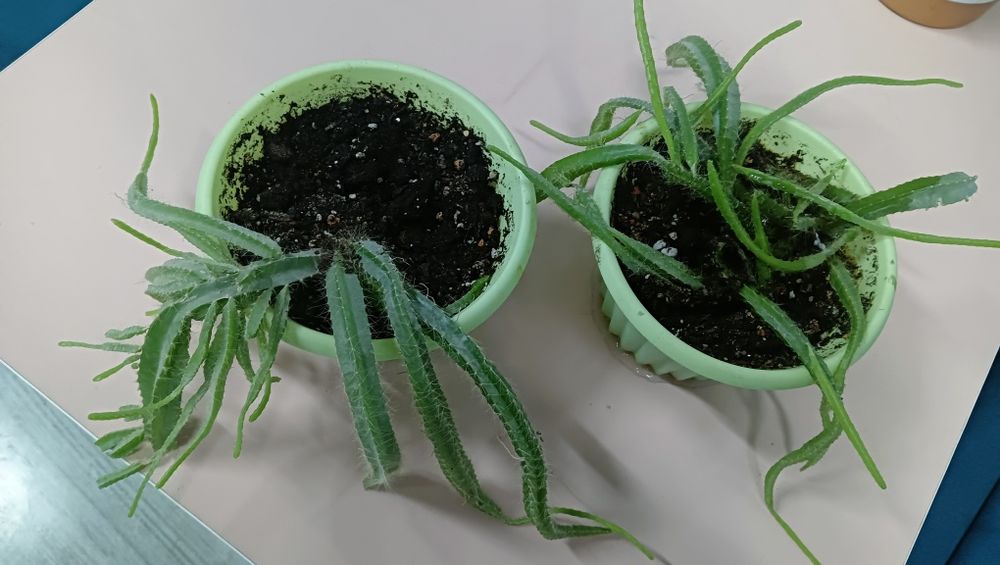 Цветы кактус продажа