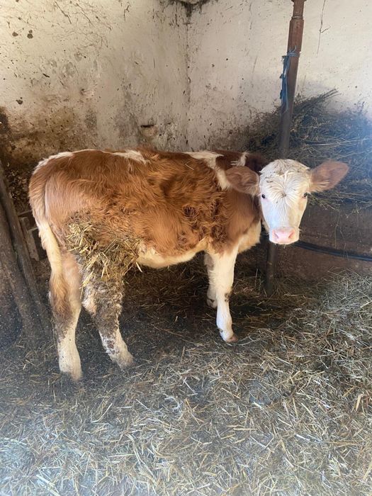 Se vinde o vitea de baltat