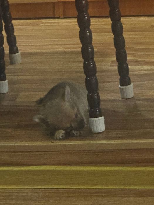 Продам ласкогого мальчика щенка