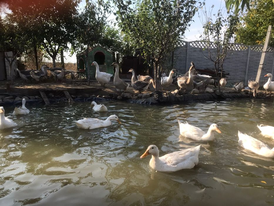 Rațe si rațoi pekin