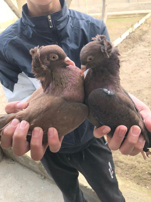 Голуб 2.000 голуби кептер