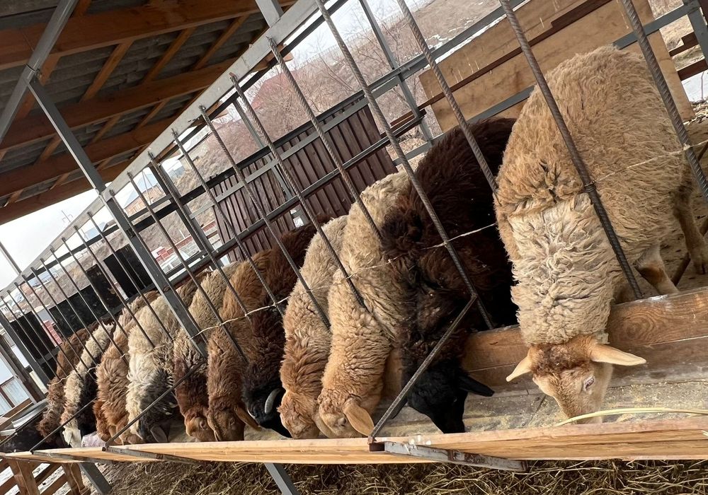 Қой     сатылады