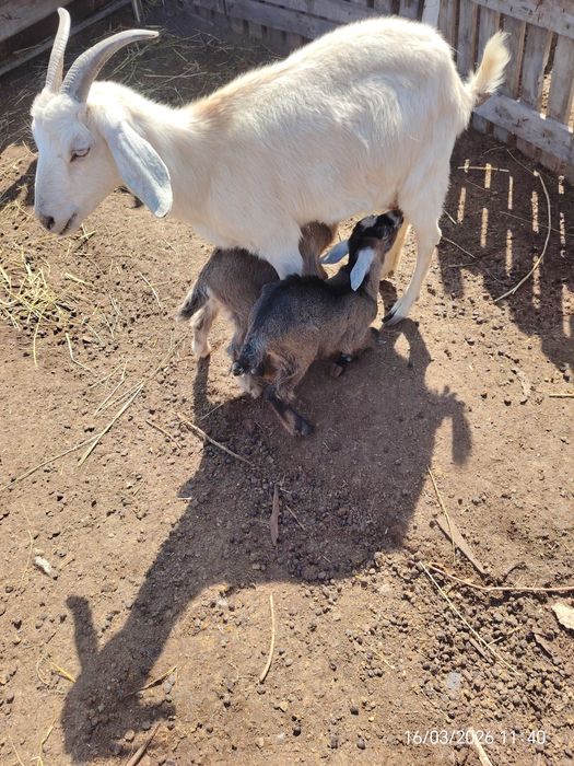 Козы молочный козлята