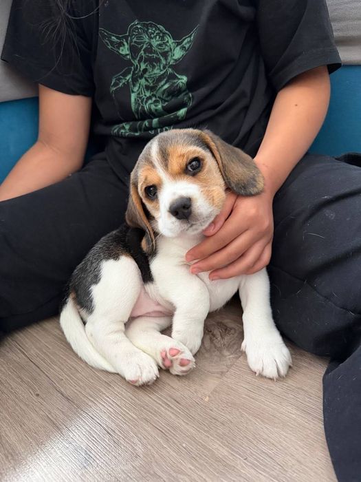 Биглбь , девочка 1 месяц , с родословной