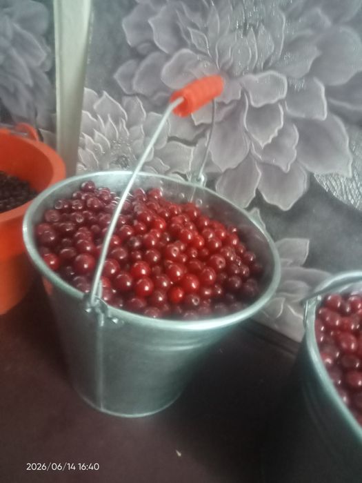 Вишня спелая на заказ