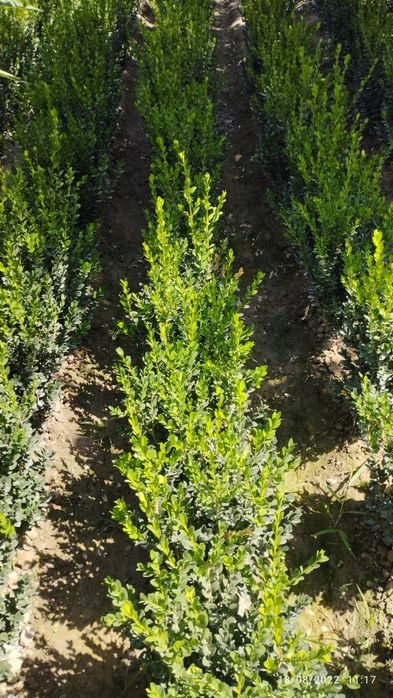 Devor Gullari sotiladi