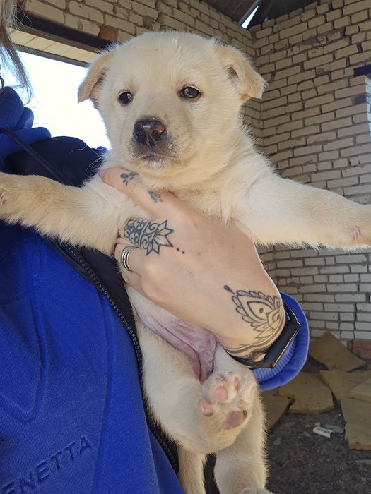 В хорошие руки щенки