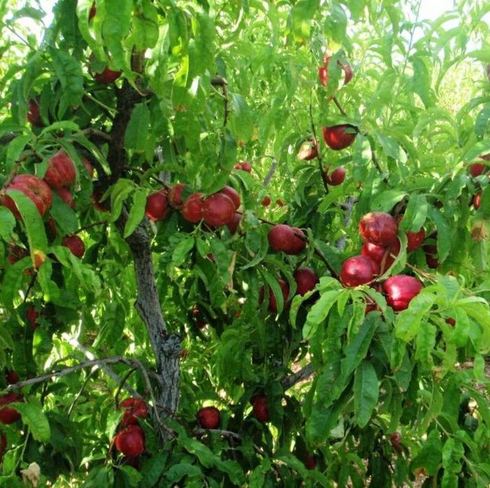 Pomi Fructiferi Stravechi Glia Stramoseasca (Nectarin )
