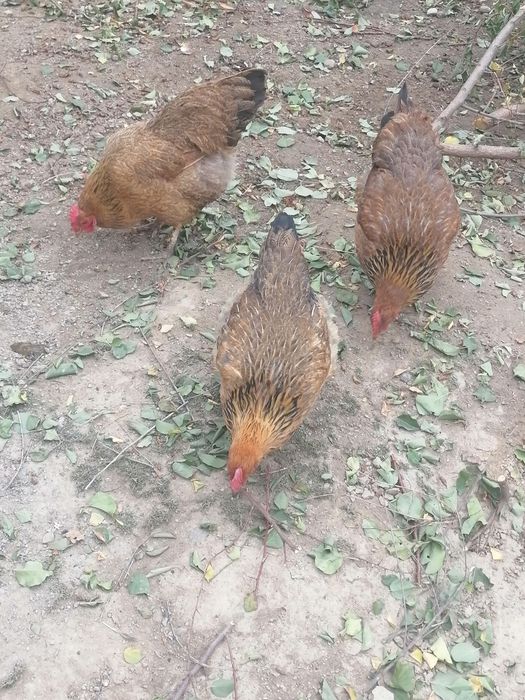 Продам кучинских кур.