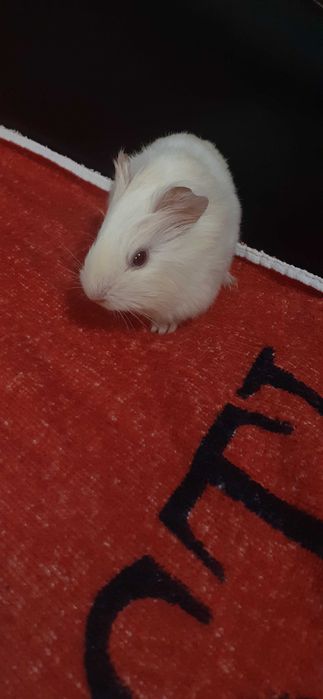 Donez porcușor de Guineea – alb