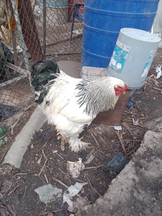 De vanzare Bibilici  de casa foarte frumoase bibilicile sunt de rasa