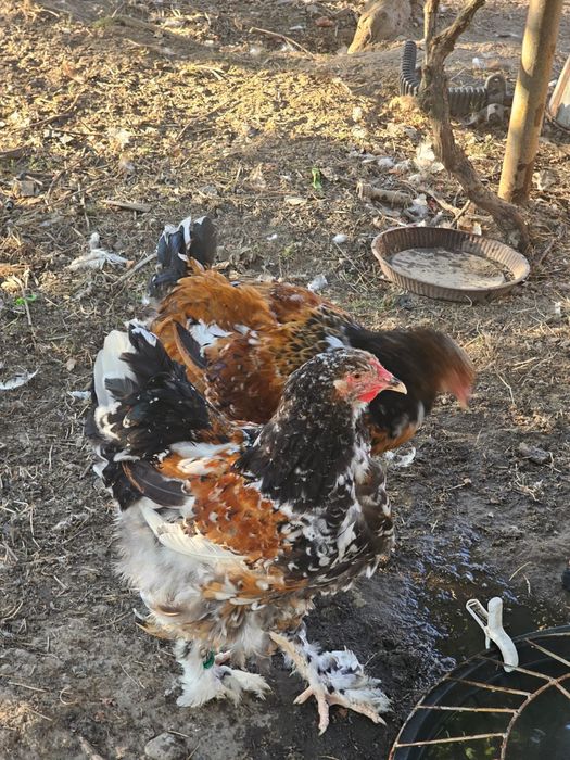 Tineret brahma porțelan