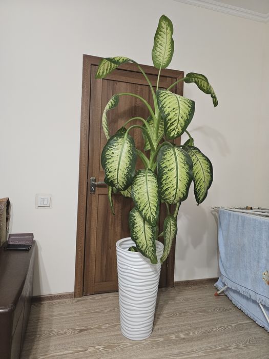 Продаю диффенбахию в белом кашпо