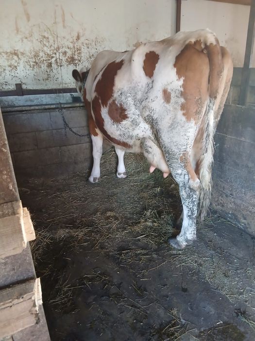 Vând vaca de 7 ani cu vițea , garantez 20 litri de lapte .