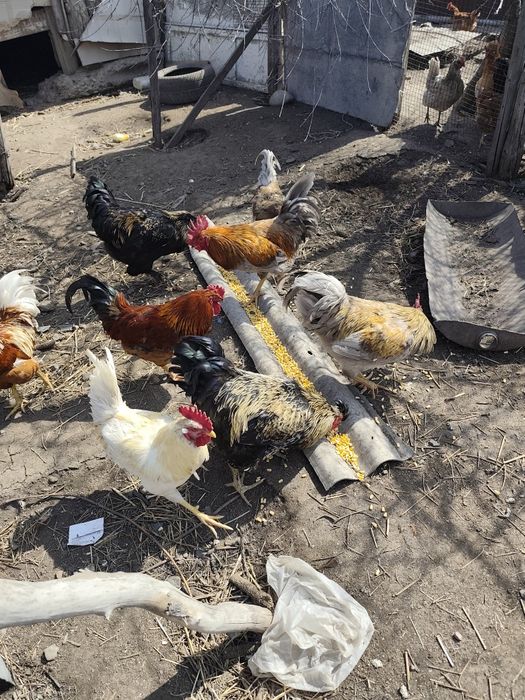 Продам петушков молодняк