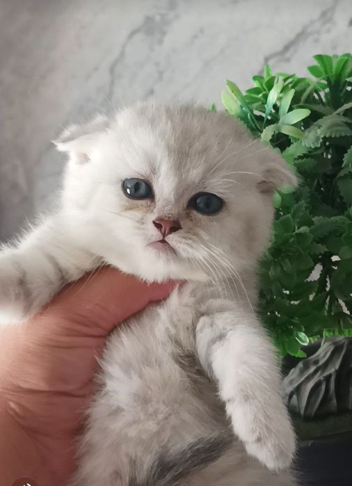 Шиншилла фолд и стирает