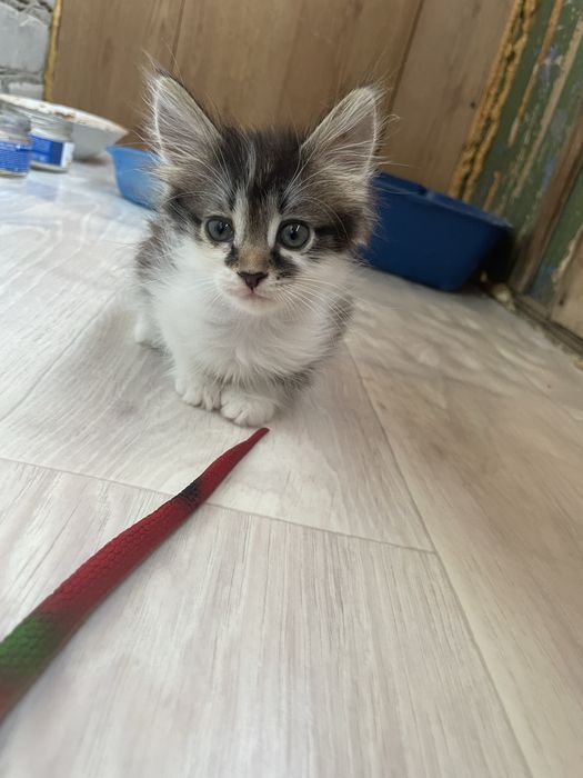 Отдам в добрые руки