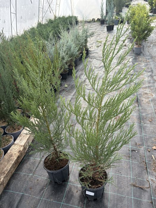 Гигантска секвоя (Sequoiadendron giganteum)