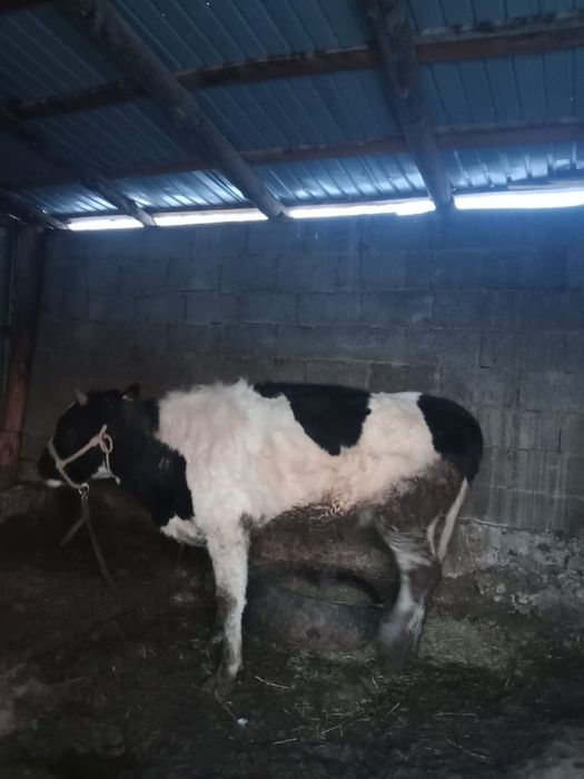 Сиыр сатылады.сойыстық мал