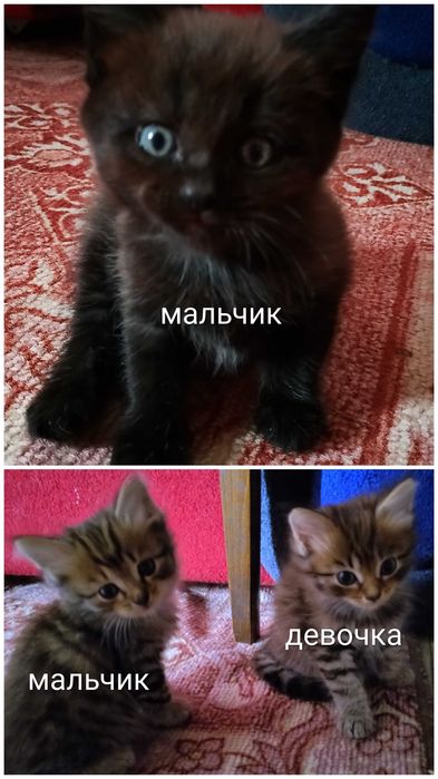 Отдам котят в хорошие руки