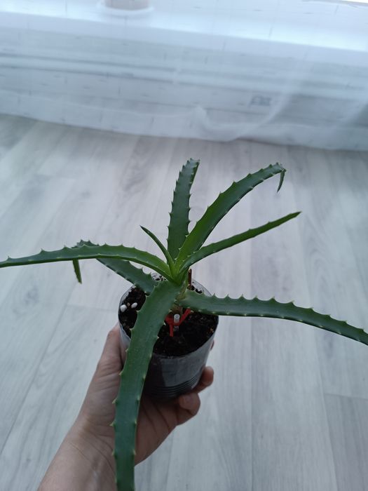 Алоэ лечебный! Продам!