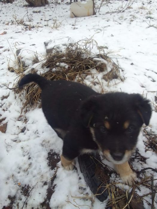 щенки,щенята, дети собак