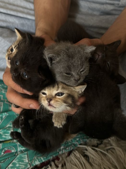 Продам котят шиншила британки по отдельностью