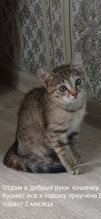 Кошечка добрая .