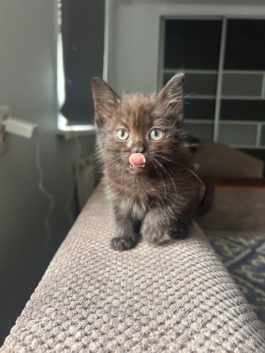 Отдам котят в хорошие руки