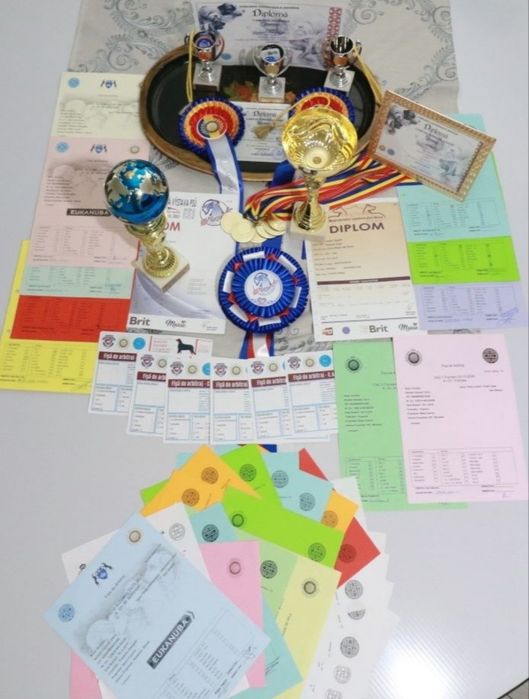 Femela disponibilă cu Pedigree din părinți campioni.