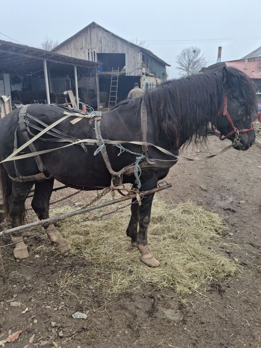 Armăsar de vânzare