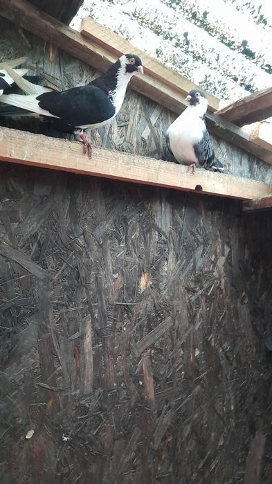 Vând porumbei jucători de Galați