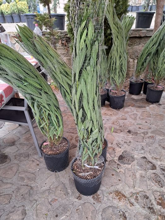 Vindem Tuia Leylandy,Magnoli,Măslini Copaci